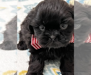 Shih Tzu Puppy for sale in WARRENTON, NC, USA