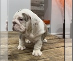 Small Photo #6 Bulldog Puppy For Sale in LAWRENCE, IN, USA