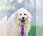 Small #1 Great Pyrenees