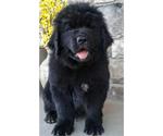 Small Photo #2 Newfoundland Puppy For Sale in HERNDON, PA, USA