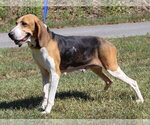 Small #1 Treeing Walker Coonhound