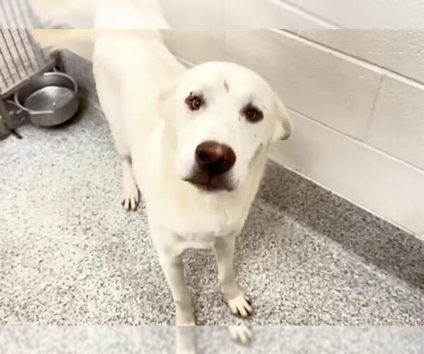 Medium Photo #3 Labrador Retriever Puppy For Sale in Houston, TX, USA