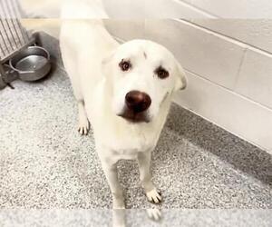 CROSBY - Male Labrador Retriever Dog for Adoption - Photo #3