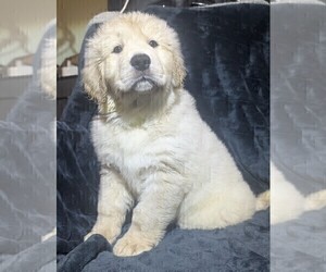 Medium Golden Retriever