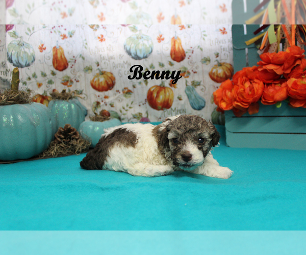 Medium Photo #13 Poodle (Toy) Puppy For Sale in CHANUTE, KS, USA