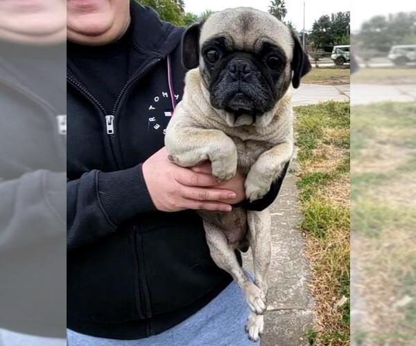 Medium Photo #1 Pug-Unknown Mix Puppy For Sale in San Antonio, TX, USA