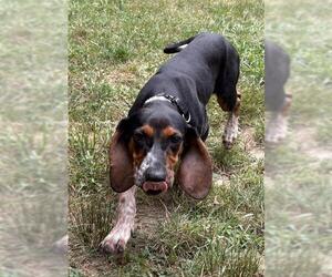 Treeing Walker Coonhound-Unknown Mix Dogs for adoption in Brewster, MA, USA