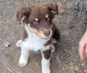 Australian Shepherd Dogs for adoption in NOWATA, OK, USA