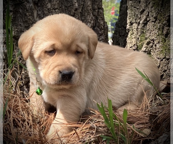 Medium Photo #1 Labrador Retriever Puppy For Sale in AUGUSTA, WI, USA