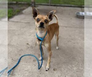 Chihuahua-Unknown Mix Dogs for adoption in Modesto, CA, USA