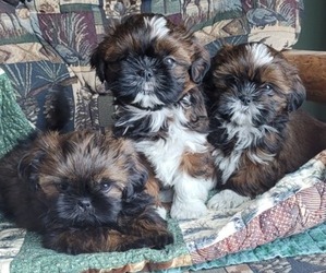 Shih Tzu Puppy for sale in PRINCETON, MN, USA