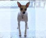 Small Mutt