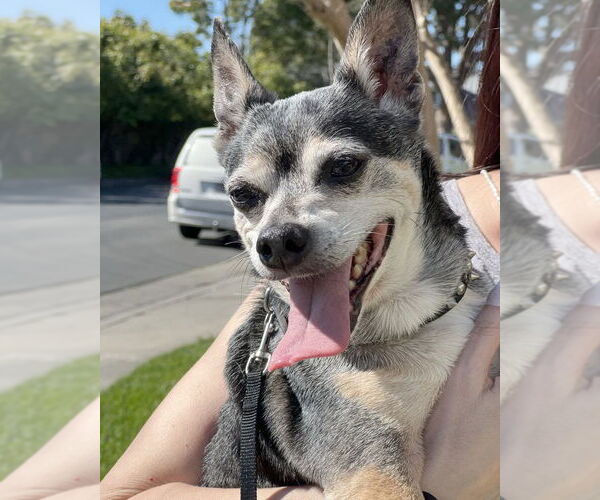 Medium Photo #4 Chihuahua-Unknown Mix Puppy For Sale in Corona, CA, USA