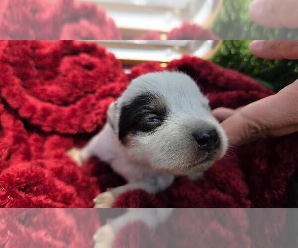 Medium Photo #1 Australian Cattle Dog Puppy For Sale in STILESVILLE, IN, USA