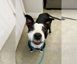 Small #1 American Pit Bull Terrier-Labrador Retriever Mix