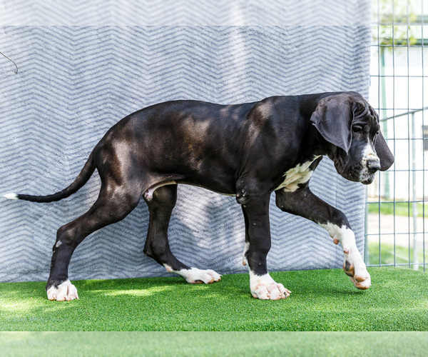 Medium Photo #6 Great Dane Puppy For Sale in WAKARUSA, IN, USA
