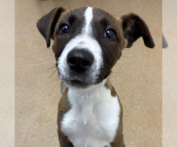 Medium Photo #1 Labrador Retriever-Unknown Mix Puppy For Sale in Rockaway, NJ, USA