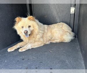 Chow Chow Dogs for adoption in Corona, CA, USA
