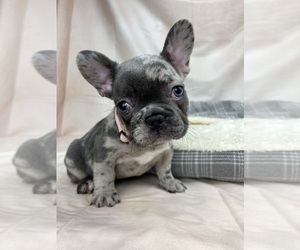 French Bulldog Puppy for sale in METUCHEN, NJ, USA