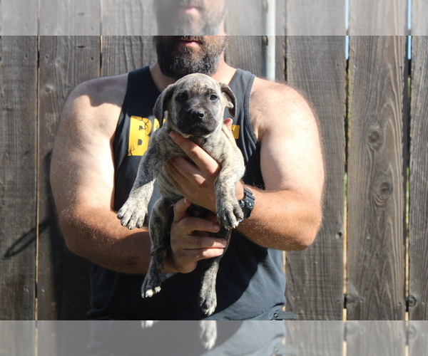Medium Photo #3 Presa Canario Puppy For Sale in OAKLEY, CA, USA