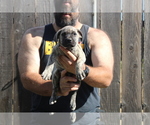 Small #2 Presa Canario