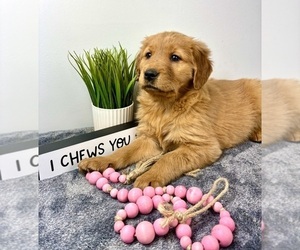 Golden Retriever Puppy for sale in INDIANAPOLIS, IN, USA