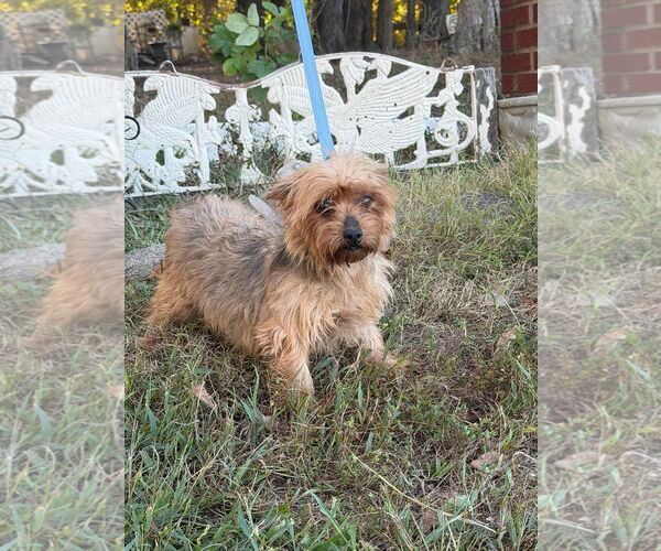 Medium Photo #2 Mutt Puppy For Sale in HOPKINSVILLE/PRINCETON, KY, NH, USA