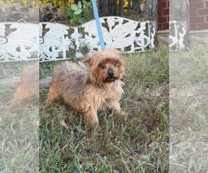 Dutchess - Female Mutt Dog for Adoption - Photo #2