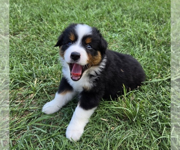 Medium Photo #1 Miniature Australian Shepherd Puppy For Sale in FORT WORTH, TX, USA