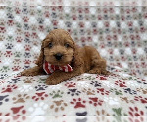 Cock-A-Poo Puppy for sale in LAKELAND, FL, USA