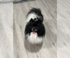 Pomeranian Dogs for adoption in Oak Bluffs, MA, USA