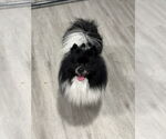 Small Pomeranian