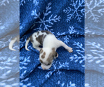 Small Photo #10 Welsh Foxhound  Puppy For Sale in AIKEN, SC, USA