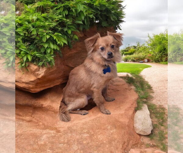 Medium Photo #1 - Mix Puppy For Sale in Menifee, CA, USA