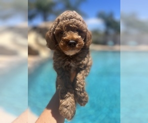 Goldendoodle-Poodle (Toy) Mix Puppy for sale in MENIFEE, CA, USA