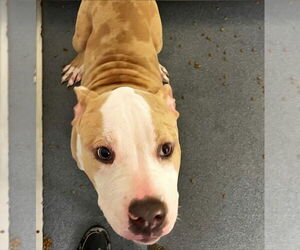 American Pit Bull Terrier-Unknown Mix Dogs for adoption in Glen Allen, VA, USA