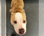 Small American Pit Bull Terrier Mix