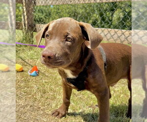 Duke - Male Labrador Retriever-Unknown Mix Dog for Adoption - Photo #5