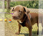 Small Photo #5 Labrador Retriever-Unknown Mix Puppy For Sale in Tarrytown, GA, USA
