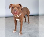Small #1 American Pit Bull Terrier