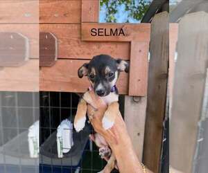 Dachshund-Unknown Mix Dogs for adoption in Turlock, CA, USA