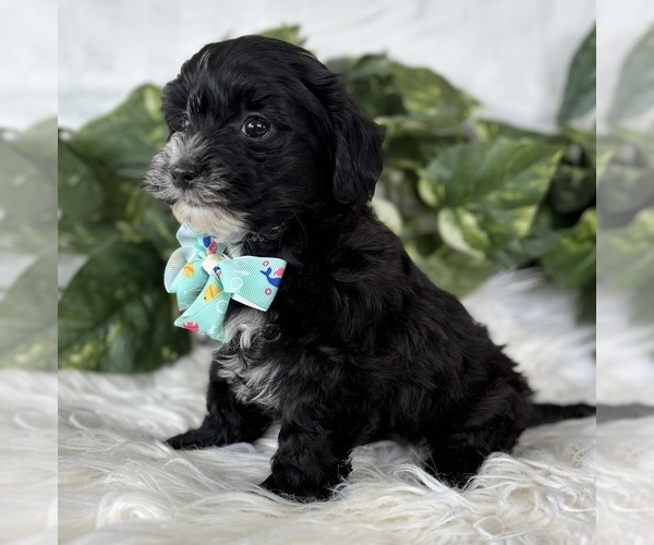 Medium Photo #11 Morkie Puppy For Sale in ROCK STREAM, NY, USA