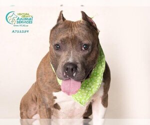 American Staffordshire Terrier-Unknown Mix Dogs for adoption in Camarillo, CA, USA