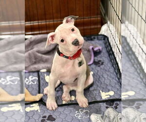 Mutt Dogs for adoption in Spotsylvania, VA, USA