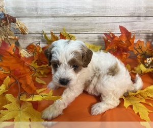 Cavapoo Puppy for sale in FULTON, KS, USA