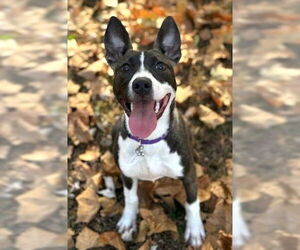 Siberian Husky-Unknown Mix Dogs for adoption in Germanton, TN, USA