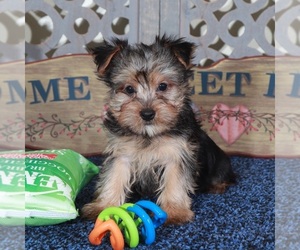 Yorkshire Terrier Puppy for sale in MOUNT VERNON, OH, USA