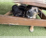 Small #1 Breeder Profile image