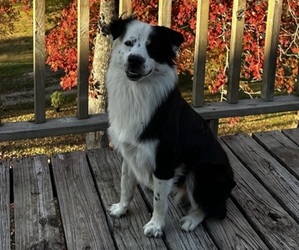 Father of the Australian Shepherd puppies born on 07/20/2026