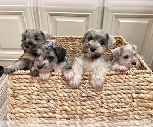 Schnauzer (Miniature) Puppy for sale in JEFFERSON, GA, USA